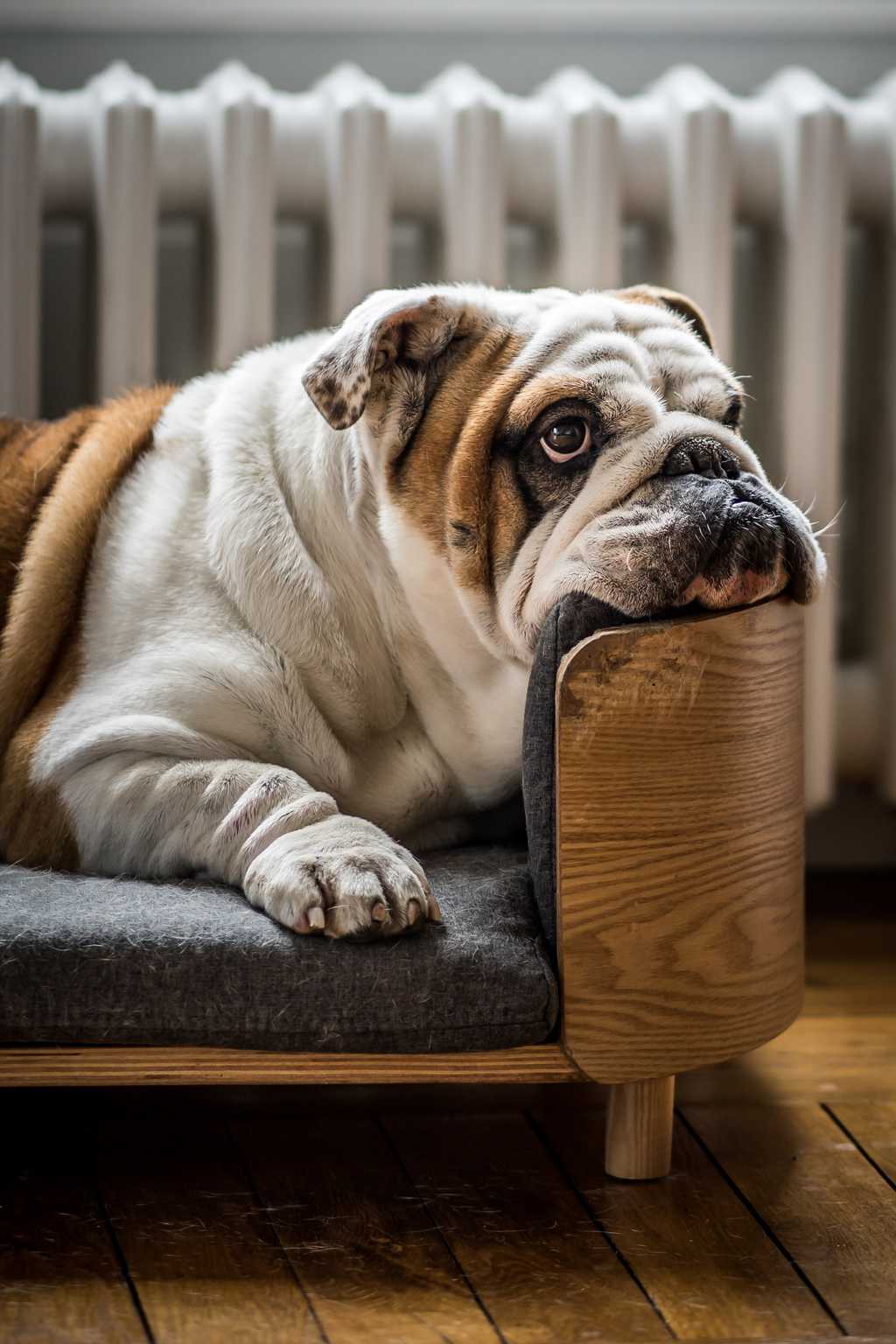 Picture of a dog on a slow day. Photo by Sébastien Lavalaye / Unsplash.